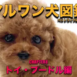 【マルワン図鑑 】トイプードル魅力をプロショップスタッフが解説！