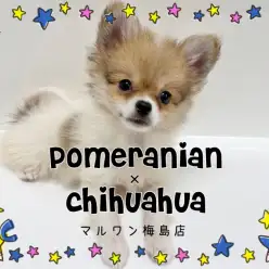 【 MIX 】両親の良い所をしたハイブリッド犬！ポメチワくんが可愛すぎる！！