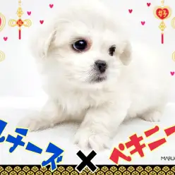 【 MIX 】どすこいボディが最高に可愛い！レアMix！マルペキがやって来た！