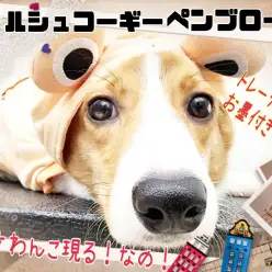 【 ウェルシュコーギーペンブローク 】トレーナー絶賛！天才わんこに育ちました！