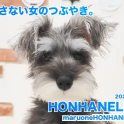 【 ミニチュアシュナウザー 】外さない女。【ホンハネライフ】