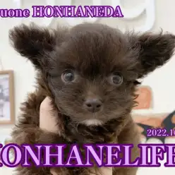 【 ホンハネニューフェイス 】チョコがかかっちゃった！？なチワプー降臨！