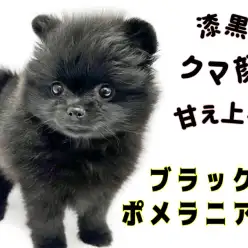 【 ポメラニアン 】ソリッドブラック！希少な真っ黒ポメちゃんは魅力がいっぱい！！