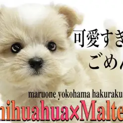【 MIX 】両親はチワワとマルチーズ！カワイイ要素が盛り沢山のチワマル！