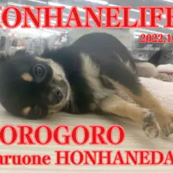 【 ごろごろチワワ 】寝顔を撮っていたらちーちゃんの特技が開花！