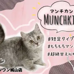 【マンチカン】理想を詰め込んだ最強マンチカン