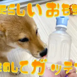 【新しいおもちゃ】ペットボトルがおもちゃに早変わりのアイテム!!