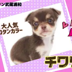 【 チワワ 】大人気のチョコタンカラー！美形で賢い才色兼備の女の子