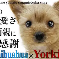 【 MIX 】超小型!将来はどっち似?チワワとヨークシャーテリアのミックス!