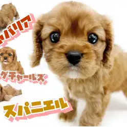 【 キャバリア 】宝石のルビーを連想させる艶のある希少カラー！陽気なキャバたん