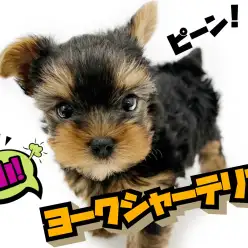 【 ヨークシャーテリア 】手のひらサイズのイケメンヨーキーくんは魅力たっぷり！