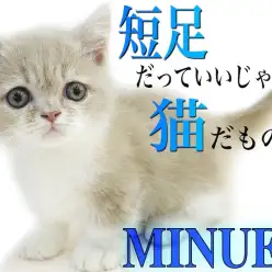 【 ミヌエット 】わずか6cmの短足と丸顔、コミカルな動きは癒し効果絶大！