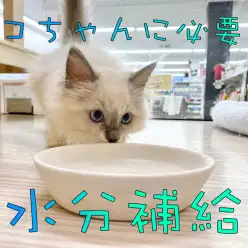 【ネコちゃんと水分】冬こそネコちゃんの水分補給を増やそう！