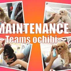 【メンテナンス】おりこうワンちゃんのノーカットメンテナンスの様子！