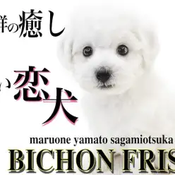 【 ビションフリーゼ 】大人気のアフロ犬！純白のルックスに懐っこい性格の白い恋犬