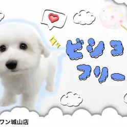 【 ビションフリーゼ 】フランスが世界に誇るふわもこワンコ