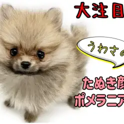 【 ポメラニアン 】ミニマムサイズの超たぬき顔！超絶かわいいポメちゃん登場！！