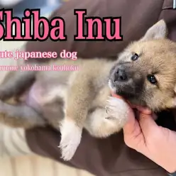 【 柴犬 】和犬の人気犬種！大和撫子を目指す柴子ちゃん