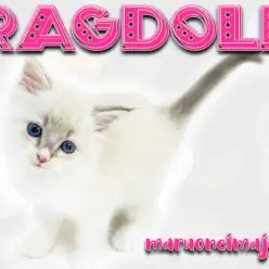 【 ラグドール 】オンリーワン要素がたっぷり詰まった温厚で甘えん坊な女の子！
