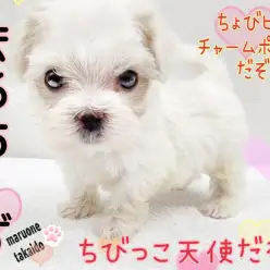 【 マルチーズ 】環境馴れ抜群！元気いっぱい！ちびっこ天使！