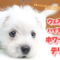 【 ウェスティー 】体は小柄でも頭脳は明晰！楽しいドッグライフを過ごそう！