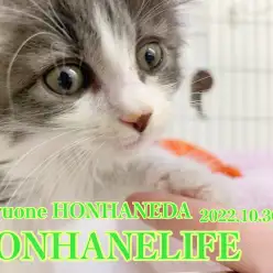 【 ホンハネニューフェイス 】見た目はクール、中身はスイートな大型にゃんこ!