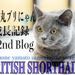 【 ブリティッシュショートヘア 】抜群の飼いやすさ!懐っこくて触れ合いが大好き!