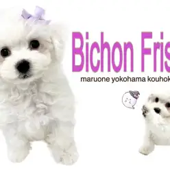 【 ビションフリーゼ 】リボンがお似合いの可愛いアフロ犬がやって来た！