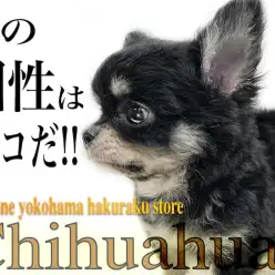 【 チワワ 】個性を求める方必見!他には無いオリジナル要素を持った被毛がポイント