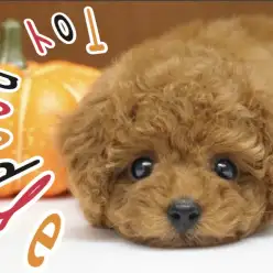 【 トイプードル 】絶大な人気を誇るトイプードル！爆毛レッドのタイニーサイズ！