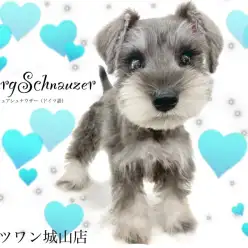 【 ミニチュアシュナウザー 】美人でスタイル抜群なシュナウザーちゃん