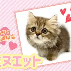 【 ミヌエット 】超美形!愛らしすぎる癒し系ミヌエット!