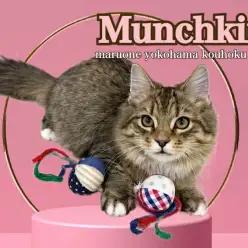 【 マンチカン 】短足マンチカン5ヶ月の今がオススメ!