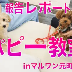 【 子犬の勉強 】10/2元町店にて開催したパピー教室報告レポート！