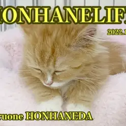 【 バクスイ 】寝る子は育つ！キュートboyの寝顔をパパラッチ！