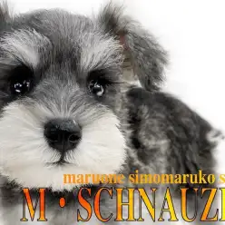 【 ミニチュアシュナウザー 】パートナーに最適！明るい毛色と性格が魅力の相棒犬！