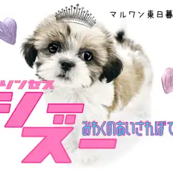 【 シーズー 】鼻ぺちゃ界のプリンセス！愛嬌抜群のぽってりボディ！