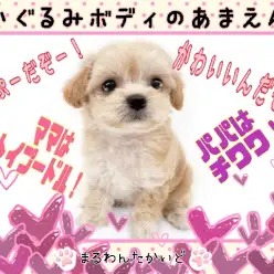 【 MIX 】のんびりマイペース！ぬいぐるみボディの甘えんぼ！