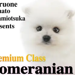 【 ポメラニアン 】もはや白くま！プレミアム認定の大人気たぬきポメ降臨