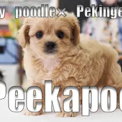【 ペキプー アプリコット 】ライオンと羊が融合した様なMIXわんこ登場！