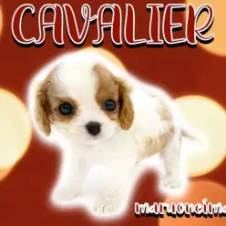 【 キャバリア 】ブレンハイムの美少女が聖地に降臨！ムッチリボディの癒し系！