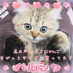 【 ペルシャ 】生後5ヵ月でたったの1.3kg！ちびっこサイズで育ってます！