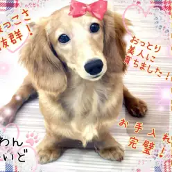 【 ミニチュアダックス 】人懐っこさ抜群！甘噛みなし！おっとり美人に育ちました！