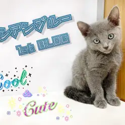 【 ロシアンブルー 】まさにトップモデル！超絶美人の小柄ロシアンブルーちゃん