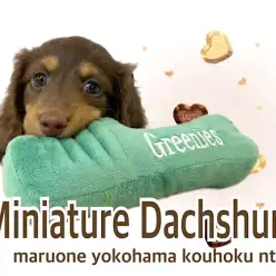 【 ミニチュア・ダックスフント 】キレイな色合いの瞳とチョコカラーの女の子