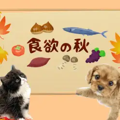 【 愛犬・愛猫の食事 】ペットにもある食欲の秋！注意したい秋の誘惑
