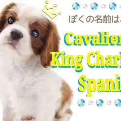 【 キャバリア 】初心者さんも安心な性格の持ち主！アイドル級の癒し系わんこ