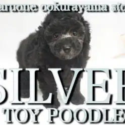 【 シルバー 】希少カラーの爆毛！大注目のトイ・プードル！！