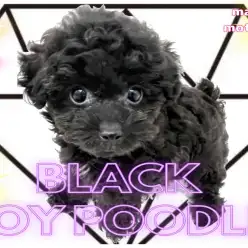 【 トイプードル 】ブラックダイヤモンドの輝き！石言葉は不滅の愛情！