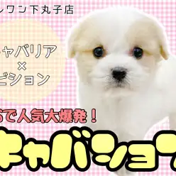 【 MIX 】日本中で大人気でSNSでもバズっているスター!キャバション登場!